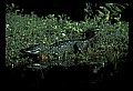 10001-00041-American Alligator.jpg