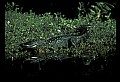 10001-00042-American Alligator.jpg