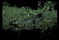 10001-00043-American Alligator.jpg