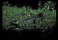 10001-00045-American Alligator.jpg