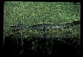 10001-00046-American Alligator.jpg