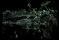 10001-00048-American Alligator.jpg