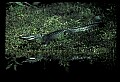 10001-00050-American Alligator.jpg