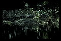 10001-00051-American Alligator.jpg