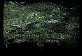 10001-00053-American Alligator.jpg
