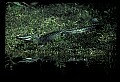 10001-00055-American Alligator.jpg
