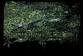10001-00056-American Alligator.jpg
