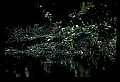 10001-00057-American Alligator.jpg