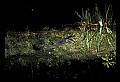 10001-00059-American Alligator.jpg