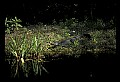 10001-00060-American Alligator.jpg