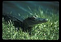 10001-00061-American Alligator.jpg