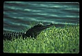 10001-00065-American Alligator.jpg