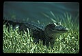 10001-00066-American Alligator.jpg