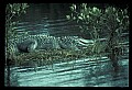 10001-00067-American Alligator.jpg