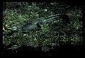 10001-00069-American Alligator.jpg