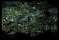 10001-00070-American Alligator.jpg