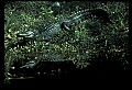 10001-00072-American Alligator.jpg
