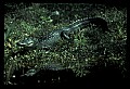 10001-00073-American Alligator.jpg