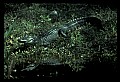 10001-00074-American Alligator.jpg