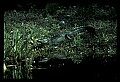 10001-00076-American Alligator.jpg