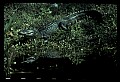 10001-00078-American Alligator.jpg
