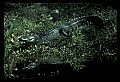 10001-00079-American Alligator.jpg