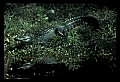 10001-00080-American Alligator.jpg