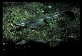 10001-00081-American Alligator.jpg