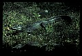 10001-00082-American Alligator.jpg