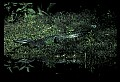 10001-00083-American Alligator.jpg