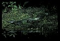 10001-00084-American Alligator.jpg