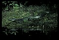 10001-00085-American Alligator.jpg