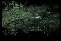 10001-00086-American Alligator.jpg