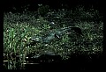 10001-00087-American Alligator.jpg