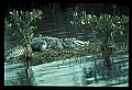 10001-00089-American Alligator.jpg