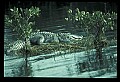 10001-00090-American Alligator.jpg