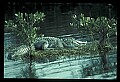 10001-00092-American Alligator.jpg
