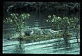 10001-00093-American Alligator.jpg