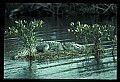 10001-00094-American Alligator.jpg