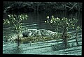 10001-00095-American Alligator.jpg