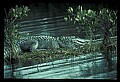 10001-00097-American Alligator.jpg