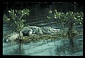 10001-00098-American Alligator.jpg