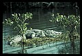 10001-00099-American Alligator.jpg