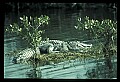 10001-00103-American Alligator.jpg