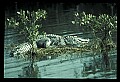 10001-00105-American Alligator.jpg