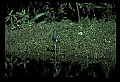 10001-00106-American Alligator.jpg