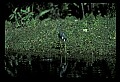 10001-00107-American Alligator.jpg