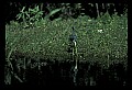 10001-00109-American Alligator.jpg