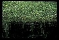 10001-00110-American Alligator.jpg