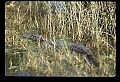 10001-00111-American Alligator.jpg